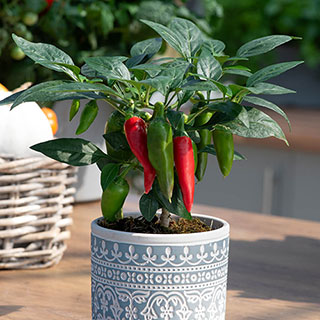 Pepper 'Jalapeno'