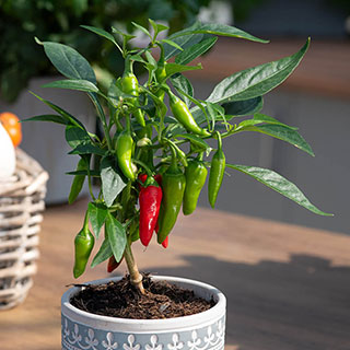 Pepper 'Cayenne'