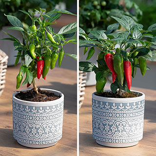 Chilli Hot Fiery Collection