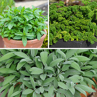 Chef's Favourites Herb Collection