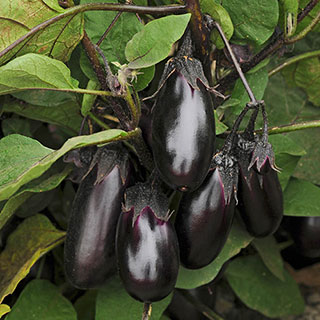 Aubergine 'Patio Baby'