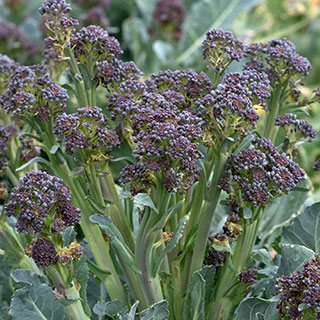 Broccoli 'Burgundy'