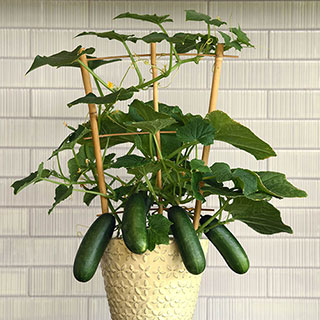 Cucumber 'Quick Snack'