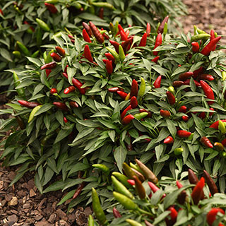 Pepper 'Hot Quickfire'