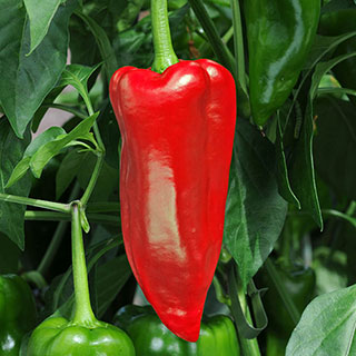 Pepper 'Sweet Parade'
