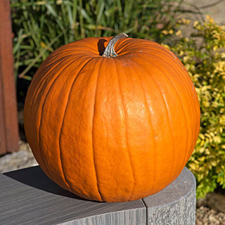 Pumpkin 'Atlantic Giant'