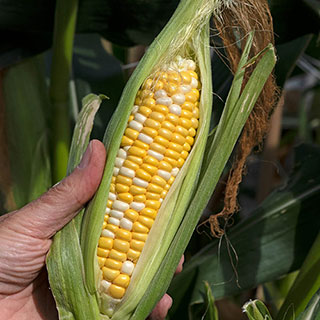 Sweetcorn 'Pot Of Gold'