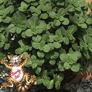 Coleus canina 'Scaredy Cat Plant'