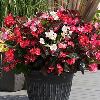 Begonia 'Big' Mix