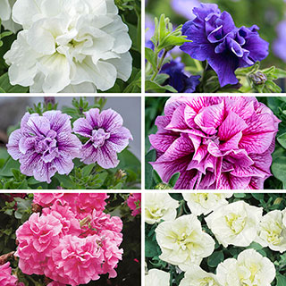 Tumbelina Petunia  'Most Fragrant Ever' Collection