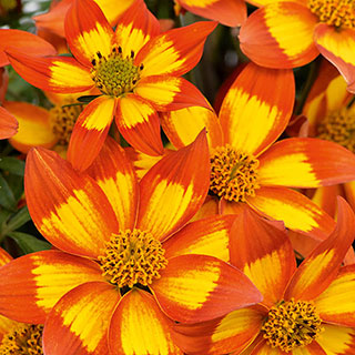Bidens 'Hawaiian Flare'