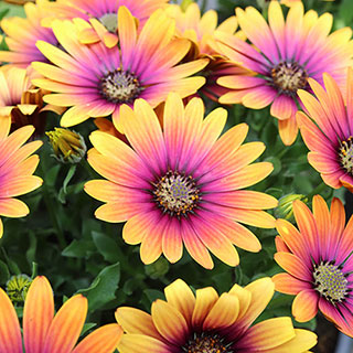Osteospermum 'Purple Sun'