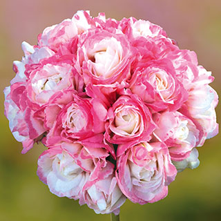 Geranium 'Appleblossom Rosebud'