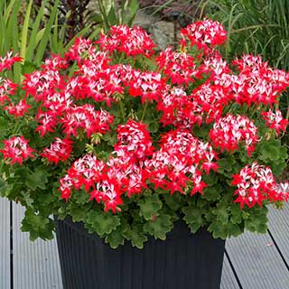 Geranium 'Summer Twist' Red White