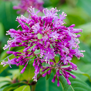 Fuchsia arborescens