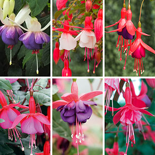 Complete Winter Hardy Fuchsia Plug Collection