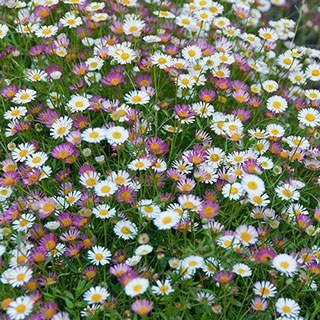 Erigeron 'Sea of Blossom'