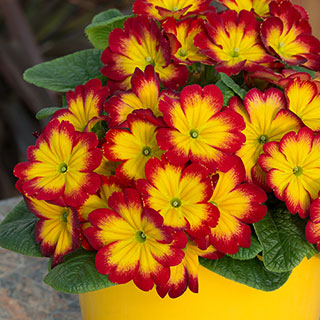 Primrose Bonneli Flame Mix