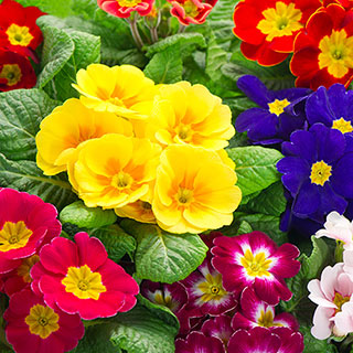 Primrose 'Harlequin'