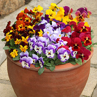 Viola 'Valentino'