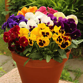 Pansy 'Grande Fragrance'