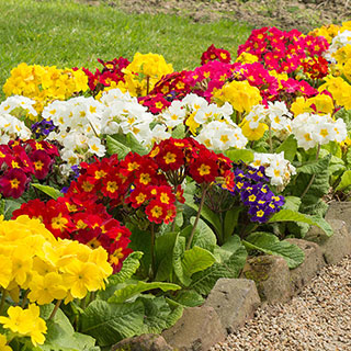 Polyanthus 'High Seas' Mix