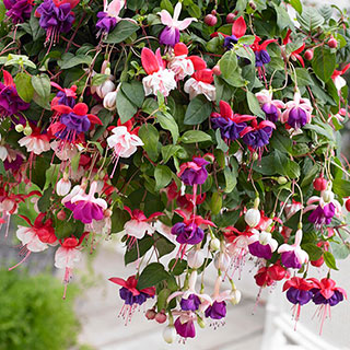 Trailing Fuchsia Collection