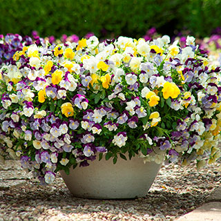 Trailing Hardy Pansy 'Fragrant Waterfall'