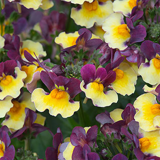 Nemesia Rhubarb and Custard
