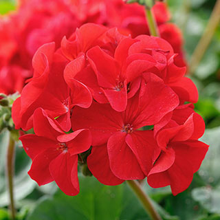 Geranium 'Summer Lovers' Dark Red