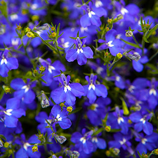 Lobelia Royal Blue