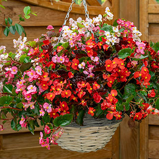 Begonia semperflorens 'Hula' Mixed