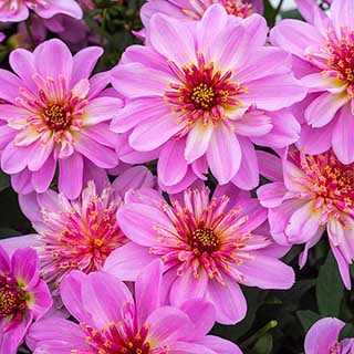 Dahlia 'Starburst Pink' Plugs