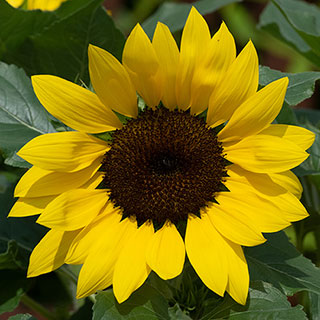 Sunflower 'Sunsation' Yellow
