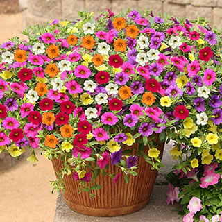 Calibrachoa 'Trillion Bells' Collection