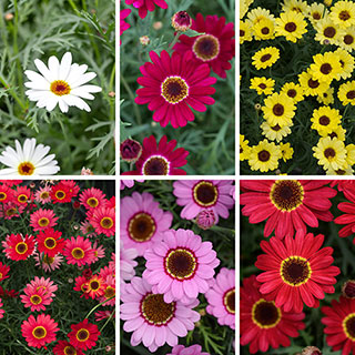 Marguerite 'Grandaisy' Collection