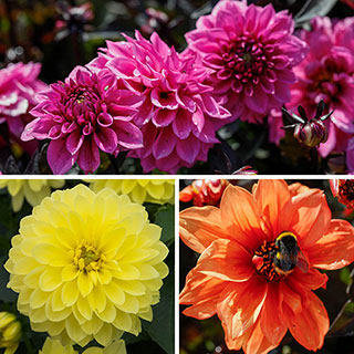 Dahlia 'Gardenetta' Collection