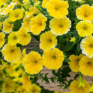 Petunia 'Bees Knees'