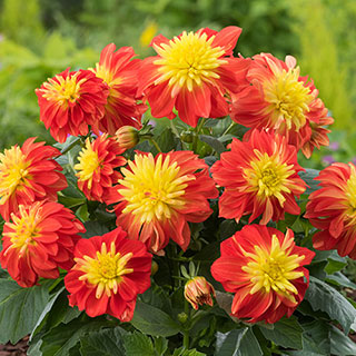 Dahlia 'Dalina Maxi Fireball'