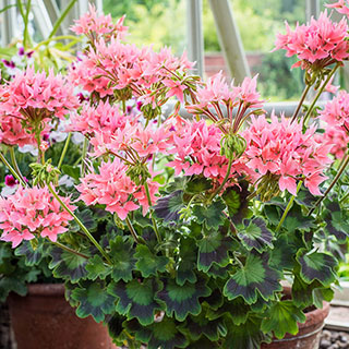 Geranium 'Summer Twist' Rose