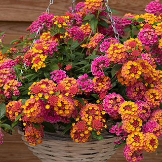 Lantana 'Passion Fruit'