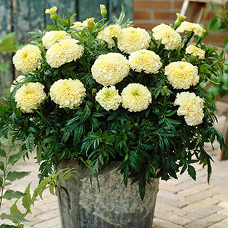 African Marigold 'Vanilla'