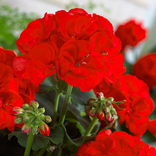 Upright Geranium 'Firecracker'