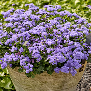 Ageratum 'Monarch Magic'