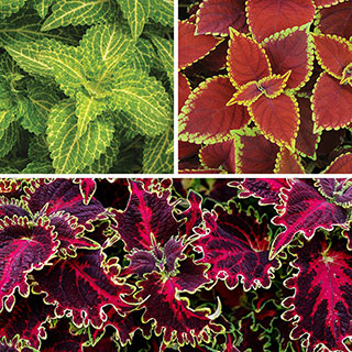 Coleus Collection