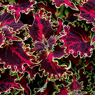 Coleus 'Solar Flare'