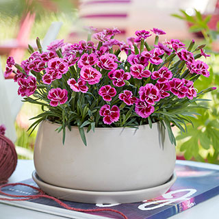 Dianthus 'Picture Perfect'