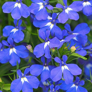 Lobelia 'Heatopia Blue Eyes'