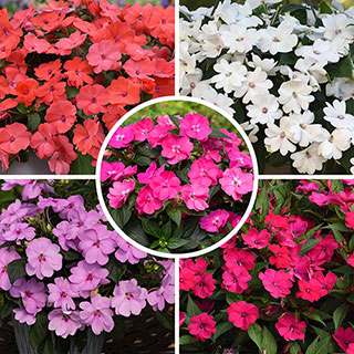 Busy Lizzie 'Solarscape' Mix