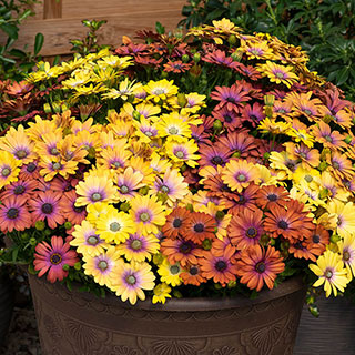 Cape Daisy 'Akila Hawaii Sunset Shades'